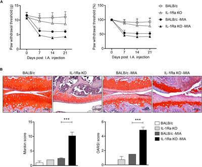 Interleukin-1-Interleukin-17 Signaling Axis Induces Cartilage Destruction and Promotes Experimental Osteoarthritis